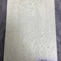 Клен птичий глаз