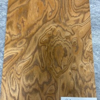 Корень вяза