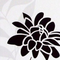 №129 хризантема черная