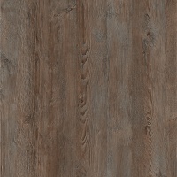 Сосна санторини