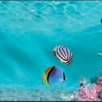 Фартук для кухни подводный мир дельфины