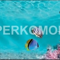 Фартук для кухни подводный мир дельфины