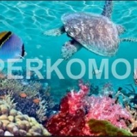 Стеклянный фартук подводный мир