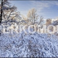 Скинали зимний лес