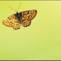 Фартук для кухни природа листья бабочки