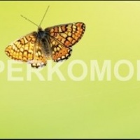 Фартук для кухни природа листья бабочки