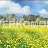 Стеклянный фартук поле одуванчиков