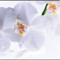 Фартук для кухни белые орхидеи