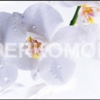 Фартук для кухни белые орхидеи