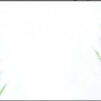 Фартук для кухни белые нарциссы