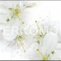 Фартук стеклянный цветы яблони