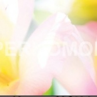 Фартук для кухни цветы розовые желтые