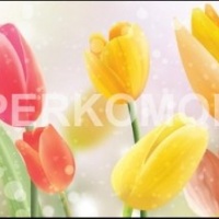 Фартук для кухни тюльпаны желтые розовые