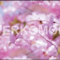 Фартук для кухни ярко-розовые цветы на дереве