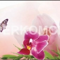 Фартук для кухни бордовые ирисы с бабочками