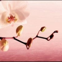 Стеклянный фартук розовая орхидея