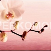 Стеклянный фартук розовая орхидея