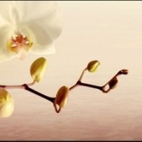 Фартук для кухни белая орхидея