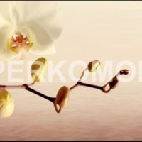 Фартук для кухни белая орхидея