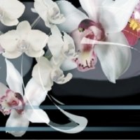 Кухонный фартук белые и розовые орхидеи