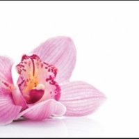 Фартук для кухни розовые орхидеи на белом