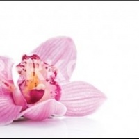 Фартук для кухни розовые орхидеи на белом