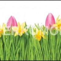 Фартук для кухни нарциссы тюльпаны