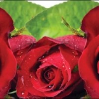 Фартук для кухни цветы красные розы с каплями