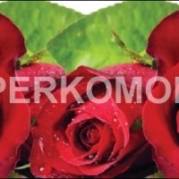 Фартук для кухни цветы красные розы с каплями