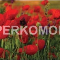 Фартук для кухни цветы маки