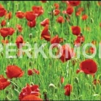 Фартук для кухни цветущие маки