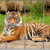 Фотопечать на шкаф купе животные 307