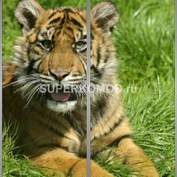 Фотопечать на шкаф купе животные 308