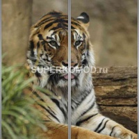 Фотопечать на шкаф купе животные 310