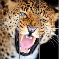 Фотопечать на шкаф купе животные 313