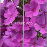 Фотопечать на шкаф купе цветы 442