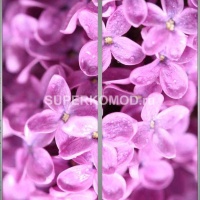 Фотопечать на шкаф купе цветы 443