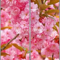 Фотопечать на шкаф купе цветы 455