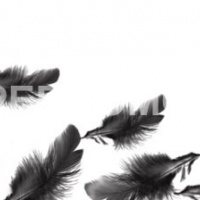 Фартук для кухни черные перья