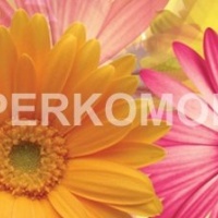 Фартук для кухни розовые желтые герберы