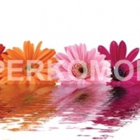 Фартук для кухни герберы малиновые розовые красные