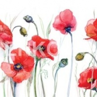 Фартук для кухни маки акварелью