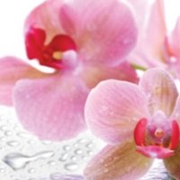 Скинали спа орхидеи камни