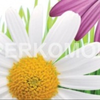 Кухонный фартук ромашки герберы трава