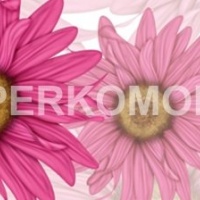 Кухонный фартук розовые герберы