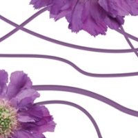Стеклянный фартук фиолетовые цветы