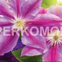 Фартук для кухни тропические цветы