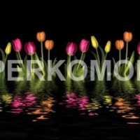 Фартук для кухни тюльпаны на черном