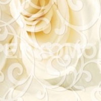 Стеклянный фартук белые розы